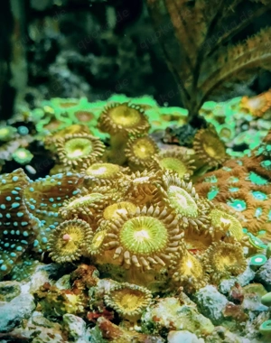 Korallenableger Zoa-Palythoa "Pandora " Bild 2