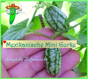   Mexikanische Mini Gurke Samen,Kinder Garten Schichtschutz Tulpenstolz Saatraritäten Kleine Gurke 
