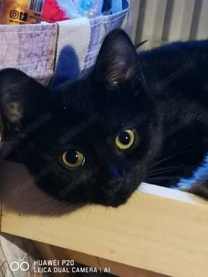 Jung Kater Kitten sucht neues Liebevolles Zuhause