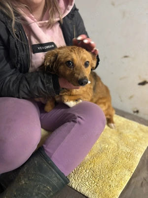 *JARAH* Die Hündin ist noch zurückhaltend und muss erst Vertrauen in die Menschen aufbauen