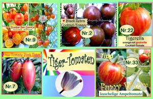   Lieblings Tomaten ! Alte Freiland Sorten,Gemüse Salat Samen Saatraritäten Tulpenstolz Bild 4