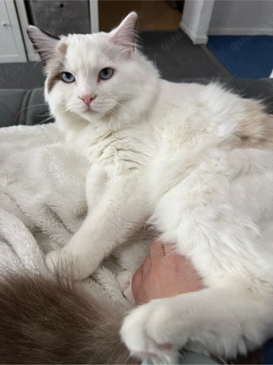 Ragdoll Kater geb.08.25 kastriert
