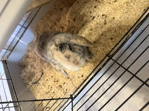 Zwergkanninchen Hase 