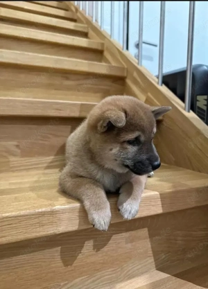 Shiba Inu Welpen liebevolles Zuhause gesucht