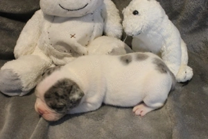 Französische Bulldogge Welpen