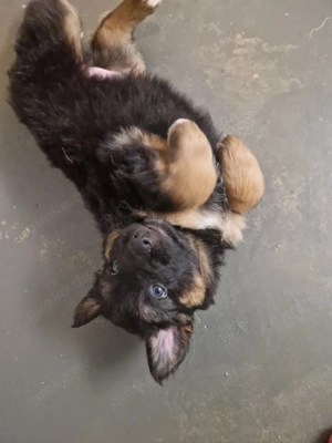 Deutsche Schäferhund Mix Welpen   familiennah aufgezogen