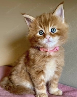 Maine-Coon-Kätzchen