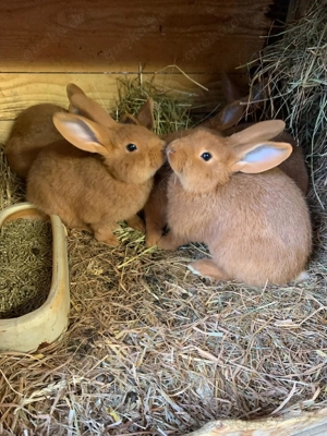 Rote Neuseeländer abzugeben  Bild 2