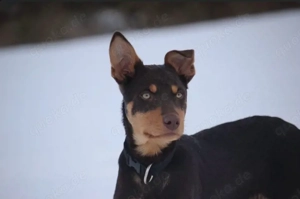 Australian Working Kelpie 