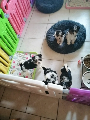 Biewer Yorkshire Terrier Welpen 