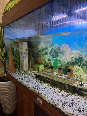 Aquarium mit Fischen und Zubehör Bild 3