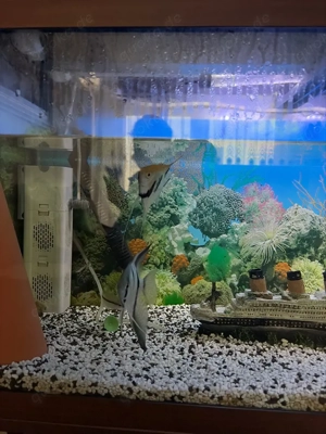 Aquarium mit Fischen und Zubehör Bild 2