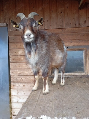 Zwergziegenbock 