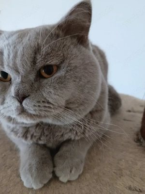Reinrassige BKH - Britisch Kurzhaar - Deckkater in Lilac zum Deckung - kein Verkauf -