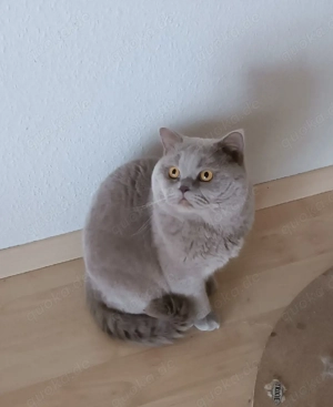 Reinrassige BKH - Britisch Kurzhaar - Deckkater in Lilac zum Deckung - kein Verkauf -