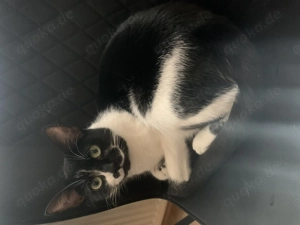 Cockie sucht ein Zuhause 