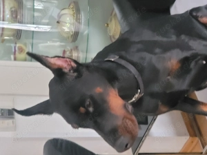 Dobermann Weibchen 