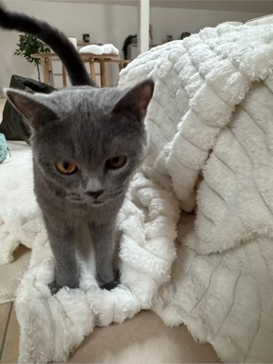 British Kurzhaar Weibchen 