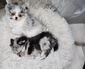 Süße welpen mit tiger Prägung und andere Fellfarben w. und m.