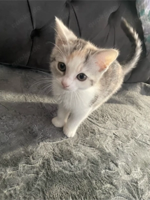 kiten 8 wochen  alt zu verkaufen