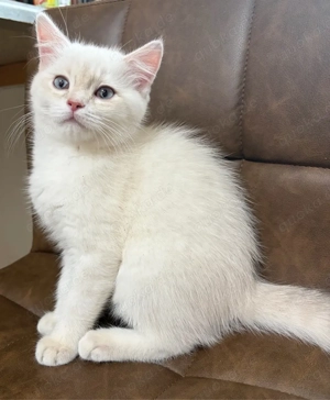 Bkh Kater abgabebereit