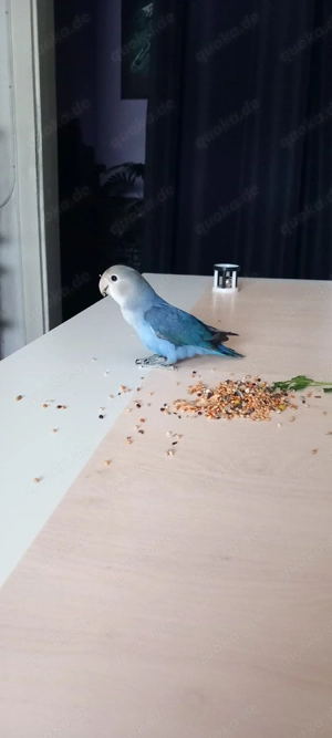 Rosenköpfchen Blau Unzertrennlicher 