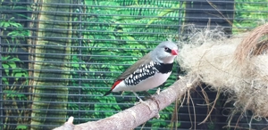 1.1 Diamantfinken abzugeben 