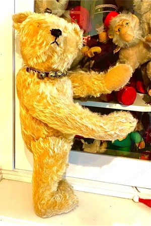 Alter Steiff Teddy Bär mit frühem Knopf H 46 cm 20er Jahre Bild 9