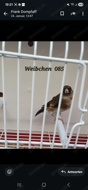 Stieglitz Tschussie sehr klein Tausch möglich 