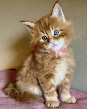 Männliches und weibliches Maine-Coon-Kätzchen