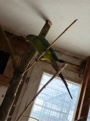 Schildsittich zuverkaufen