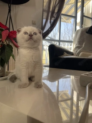 Katzenbaby sucht ein liebevolles Zuhause