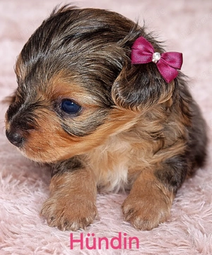Yorkshire Terrier Welpen