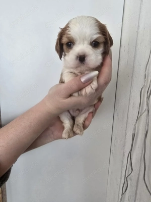 Cavalier King Charles Spaniel Welpen   Reservierung offen