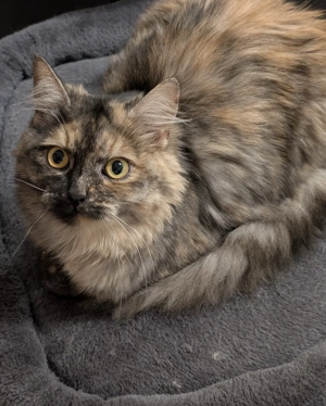 Mischlingskatze in liebevolle Hände abzugeben. Bild 2