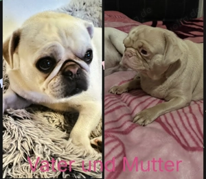 Edel schwarze Altdeutsche Möpse