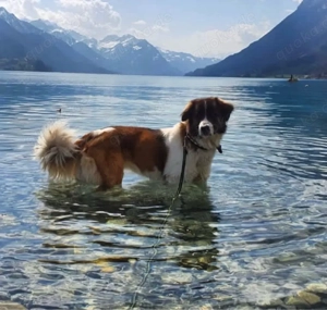 Flauschige Herzensbrecher: 9 sanfte Riesen suchen ihr Traumzuhause!    Bild 7