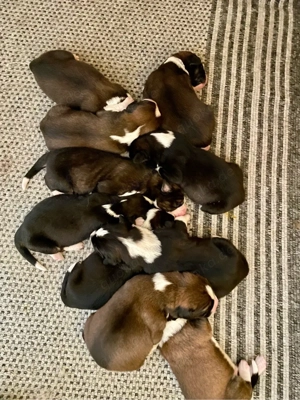 Flauschige Herzensbrecher: 9 sanfte Riesen suchen ihr Traumzuhause!   