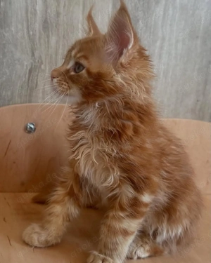 3 Monate alte Maine-Coon-Kätzchen