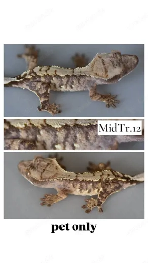 Kronengecko - Correlophus ciliatus