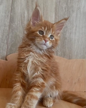 Maine-Coon-Kätzchen abzugeben, geimpft und gesund. 
