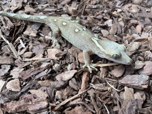 1.2 Correlophus sarasinorum White Collar