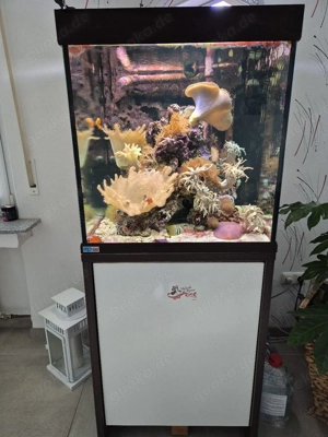 Meerwasserbecken, Meerwasser Aquarium komplett 300 l