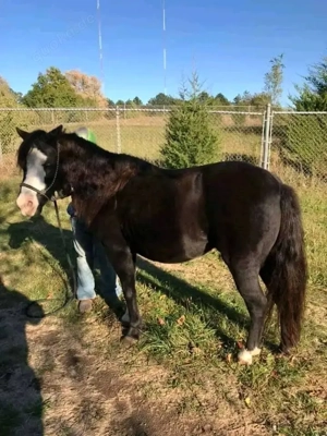 Pony Craggy mit Blesse im Gesicht Bild 2