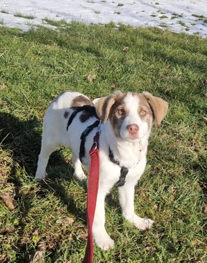 Sara, 4 Monate, wird ca. 55 cm, lieb