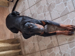 Dobermann 9 Monate sucht dringend Neue Famielie