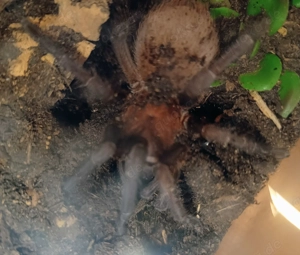 Citharacanthus cyaneus. ( Weibchen) mit Box