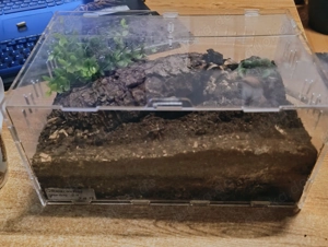 Citharacanthus cyaneus. ( Weibchen) mit Box Bild 2