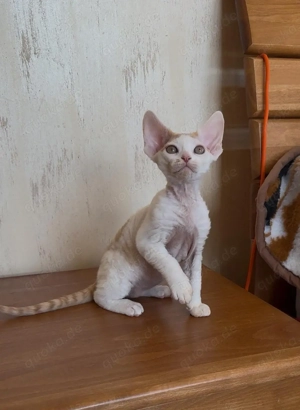 Devon Rex Kater Bild 2