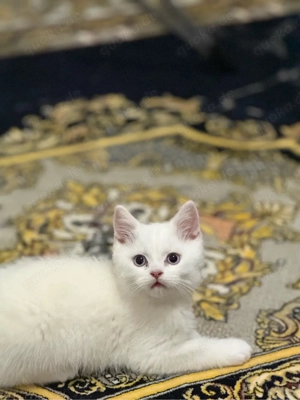 bkh kitten sofort abgabe 